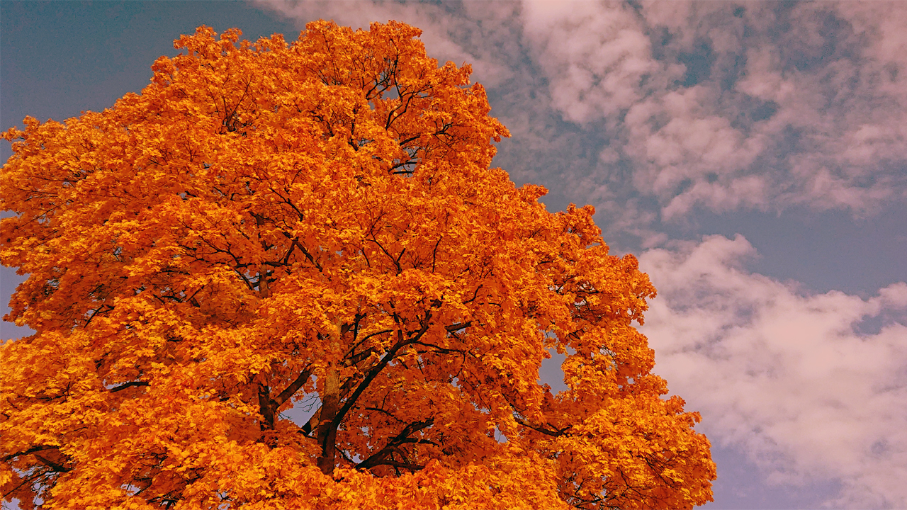 Herbstnachmittag im Bellevuepark Köpenick